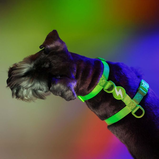 Dashi muguras iemaukti suņiem NEON GREEN, XS