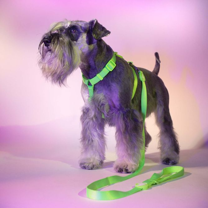 Dashi muguras iemaukti suņiem NEON GREEN, XS
