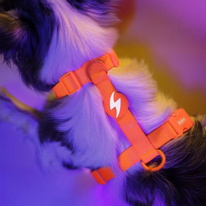 Dashi muguras iemaukti suņiem NEON ORANGE, L