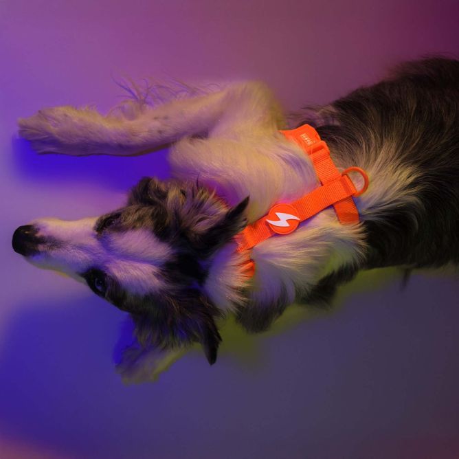 Dashi muguras iemaukti suņiem NEON ORANGE, M