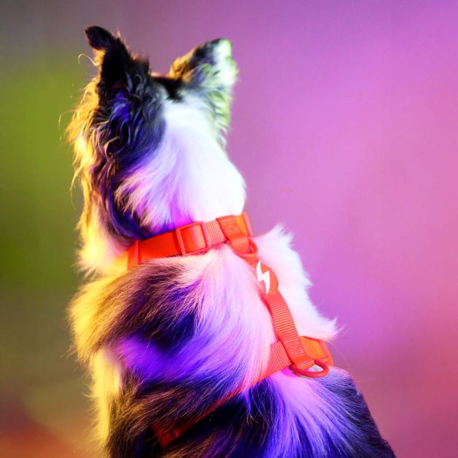 Dashi muguras iemaukti suņiem NEON ORANGE, S