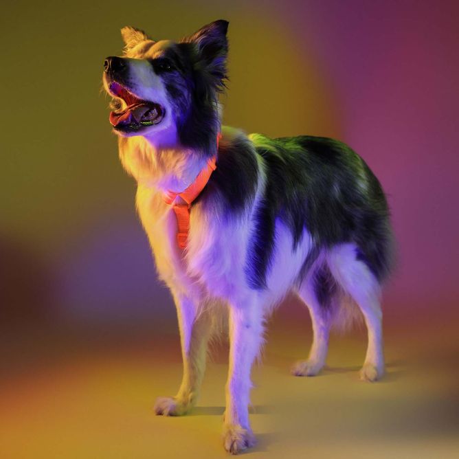 Dashi muguras iemaukti suņiem NEON ORANGE, XS