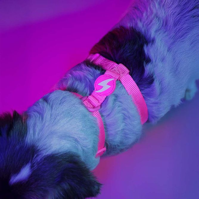 Dashi muguras iemaukti suņiem NEON PINK, L