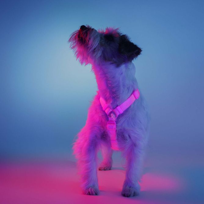 Dashi muguras iemaukti suņiem NEON PINK, L