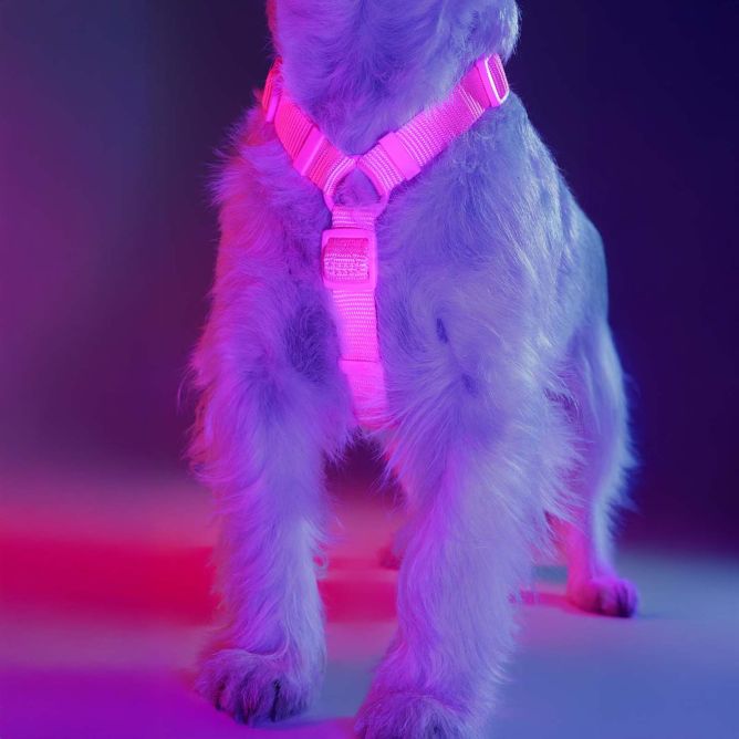 Dashi muguras iemaukti suņiem NEON PINK, L