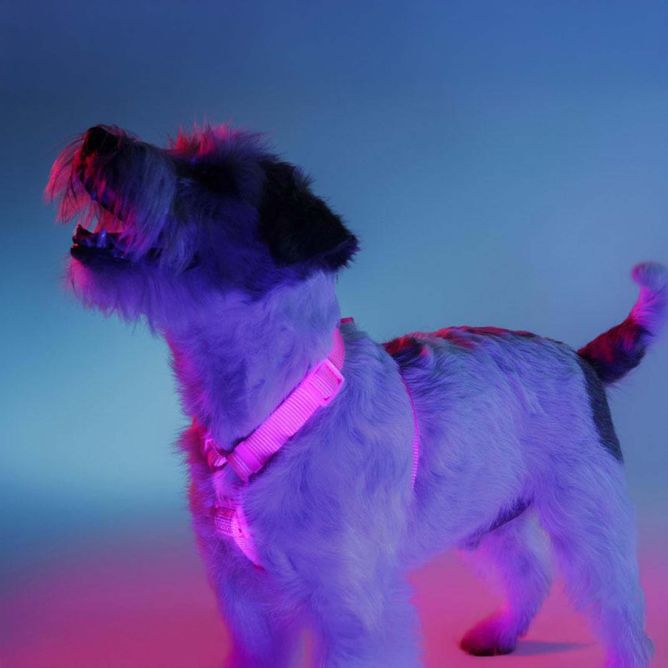 Dashi muguras iemaukti suņiem NEON PINK, M