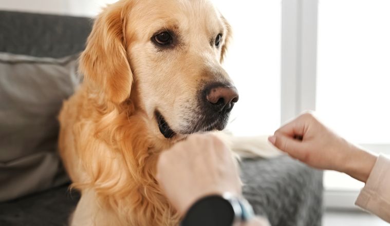 Kā izvēlēties suņu barību: ceļvedis katram saimniekam