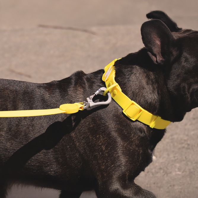 Kaklasiksna suņiem COLORFLEX, dzeltena, XS
