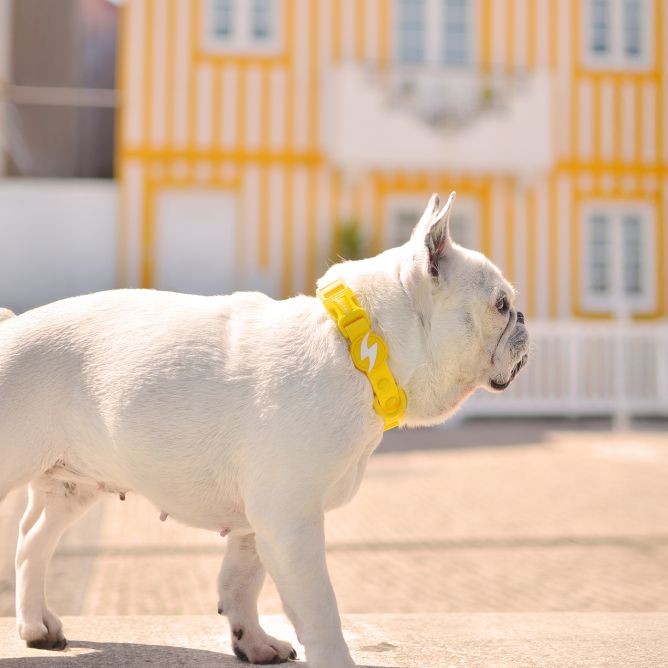 Kaklasiksna suņiem COLORFLEX, dzeltena, XS