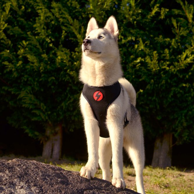 Mīkstie NeoMesh muguras iemaukti suņiem SLIDE, XL