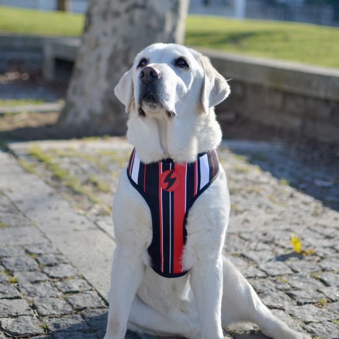 Mīkstie NeoMesh muguras iemaukti suņiem SLIDE, XXL