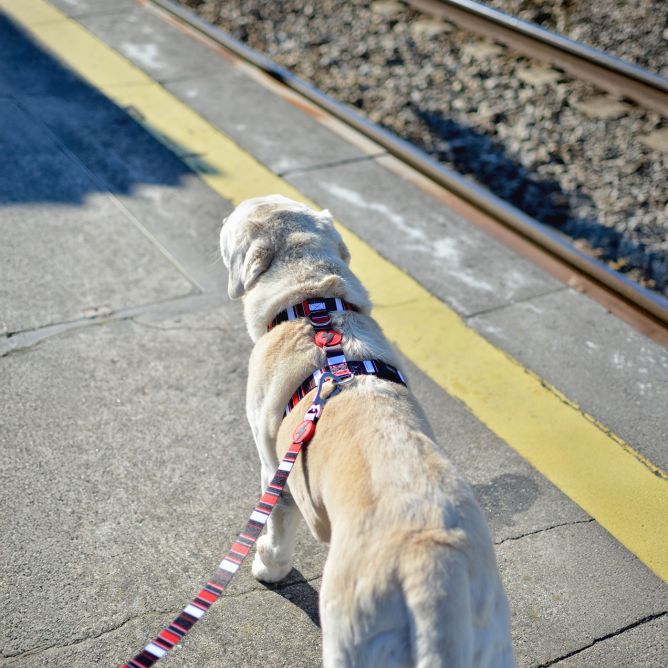 Muguras iemaukti suņiem SLIDE, L