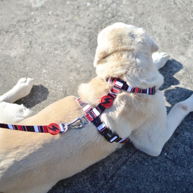 Muguras iemaukti suņiem SLIDE, L