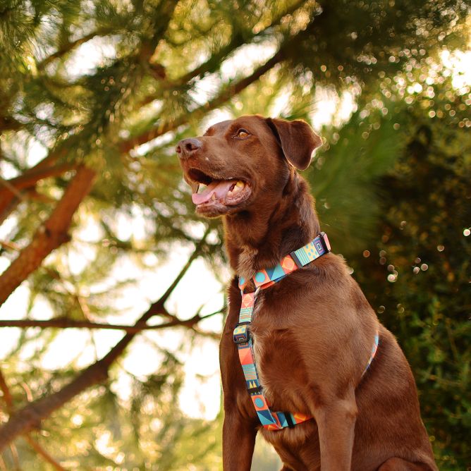 Muguras iemaukti suņiem TERRACOTTA, L