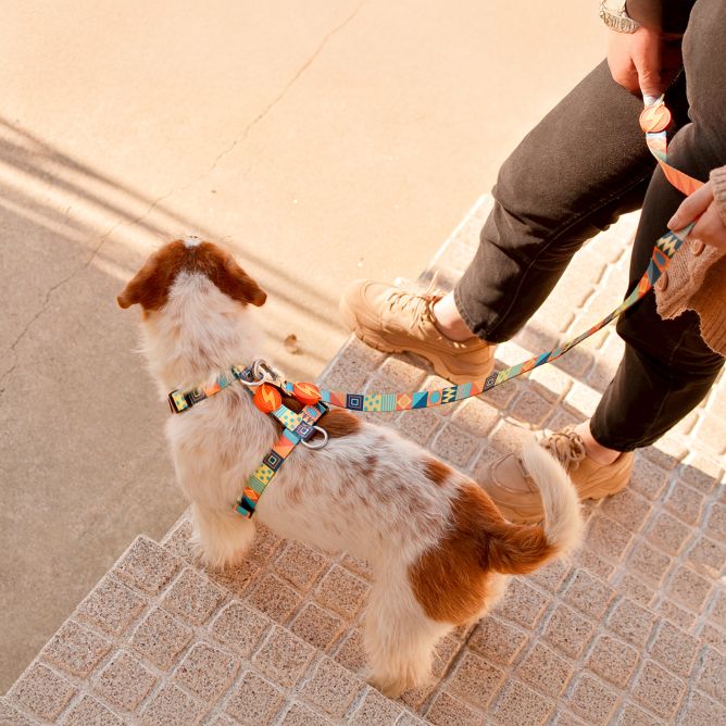 Muguras iemaukti suņiem TERRACOTTA, S