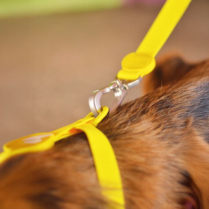 Pavada suņiem COLORFLEX, dzeltena, S