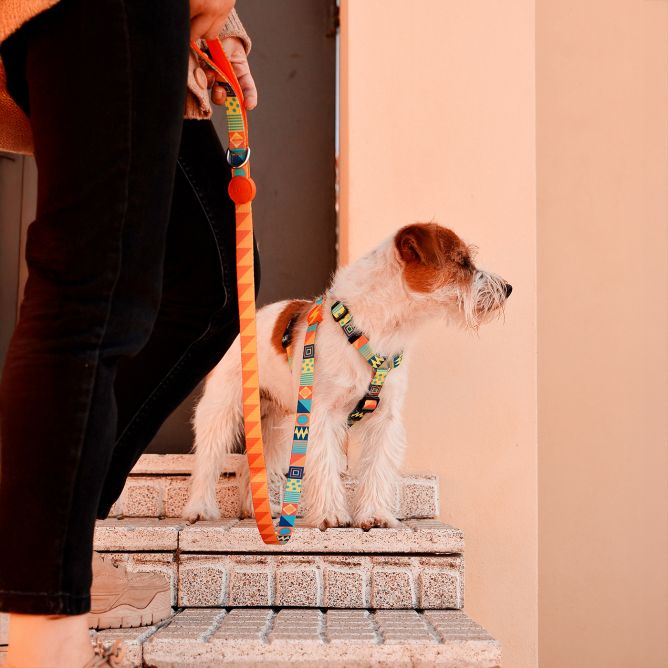 Pavada suņiem TERRACOTTA, L