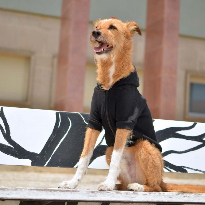 Dashi jaka ar kapuci suņiem LCDP MATRIARCADO, S