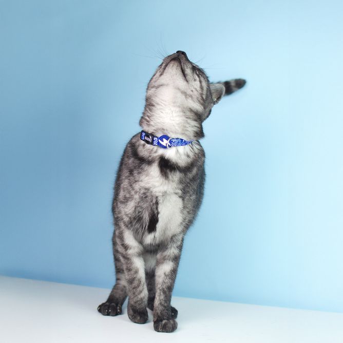 Dashi kaklasiksna kaķiem ZILLIJ