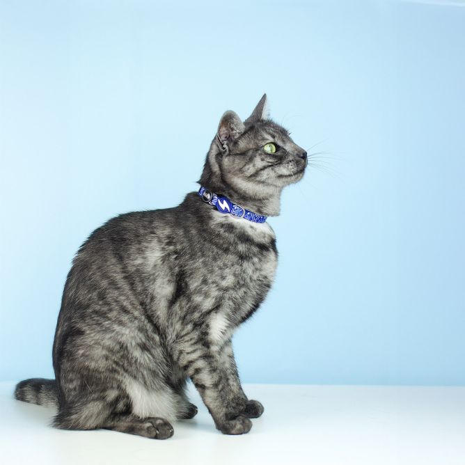 Dashi kaklasiksna kaķiem ZILLIJ