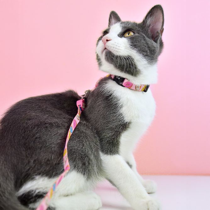 Kaklasiksna kaķiem DONUT