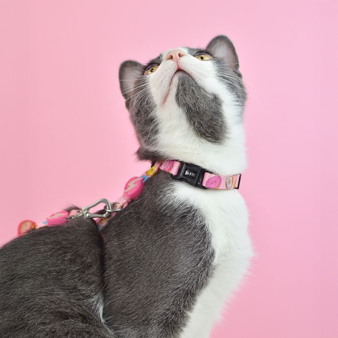 Kaklasiksna kaķiem DONUT