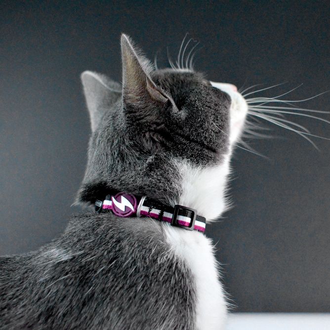 Kaklasiksna kaķiem STRIPES3, violeta/melna