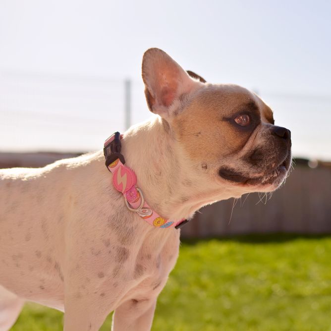 Kaklasiksna suņiem DONUT, S