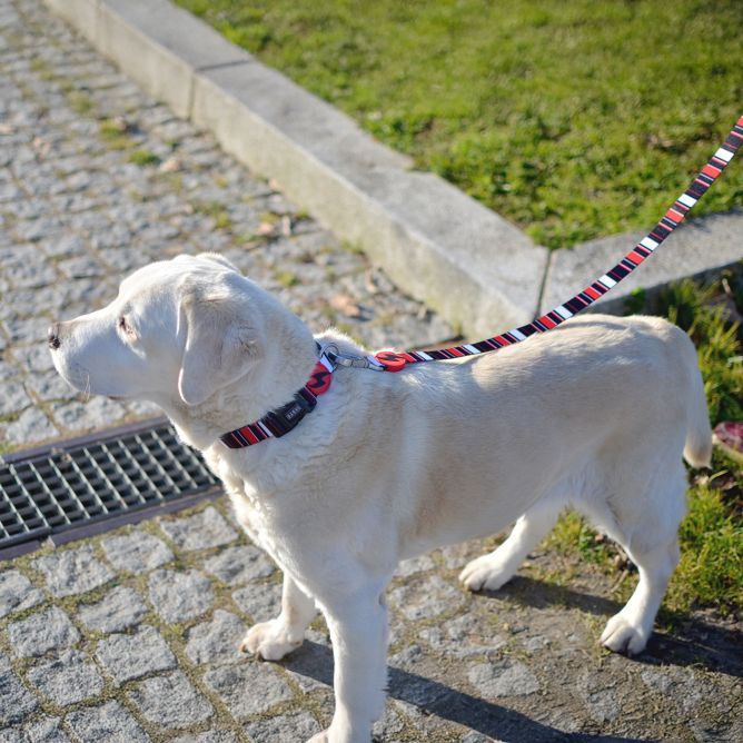 Kaklasiksna suņiem SLIDE, L