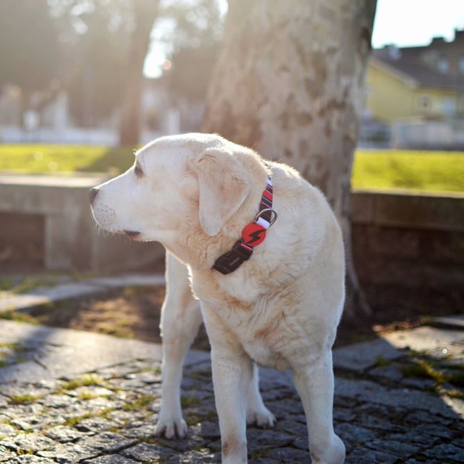 Kaklasiksna suņiem SLIDE, M
