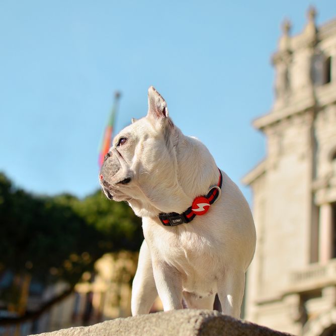 Kaklasiksna suniem STRIPES3, melns/sarkans, M