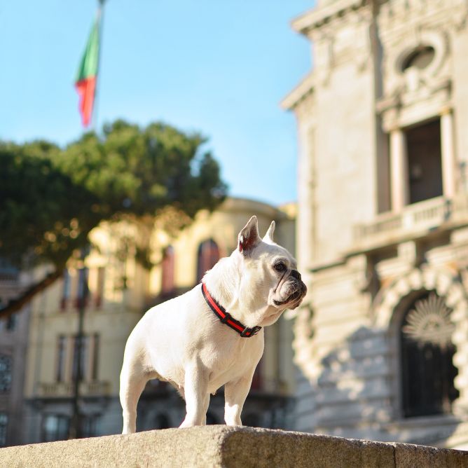 Kaklasiksna suniem STRIPES3, melns/sarkans, XS