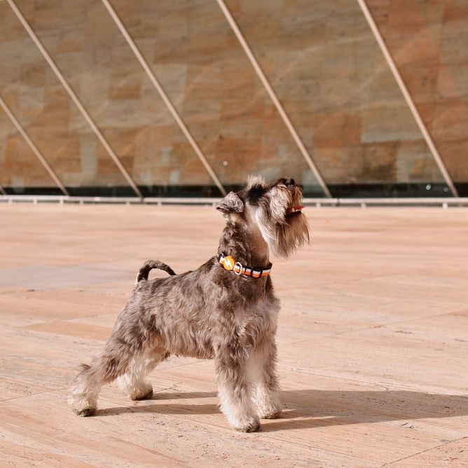 Kaklasiksna suņiem STRIPES3, oranžs/melns, S