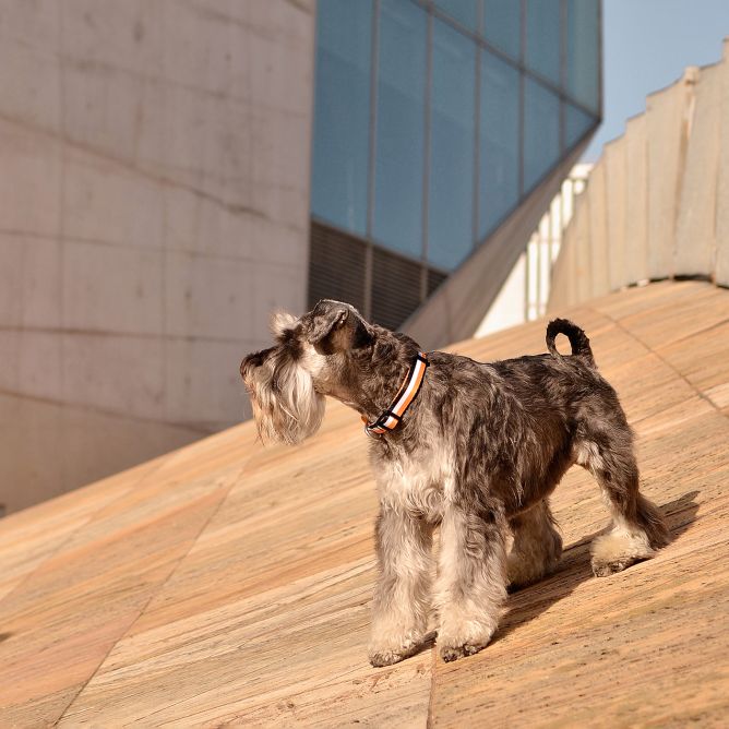 Kaklasiksna suņiem STRIPES3, oranžs/melns, XS