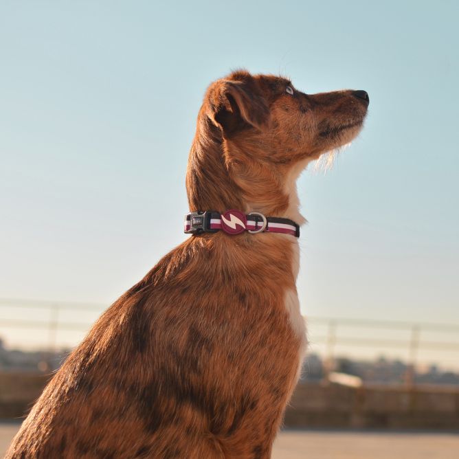 Kaklasiksna suņiem STRIPES3, violets/melns, L