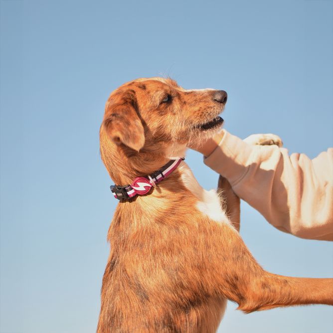 Kaklasiksna suņiem STRIPES3, violets/melns, S