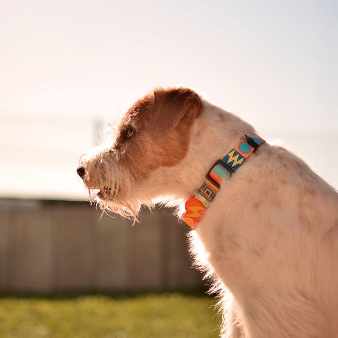 Kaklasiksna suņiem TERRACOTTA, L