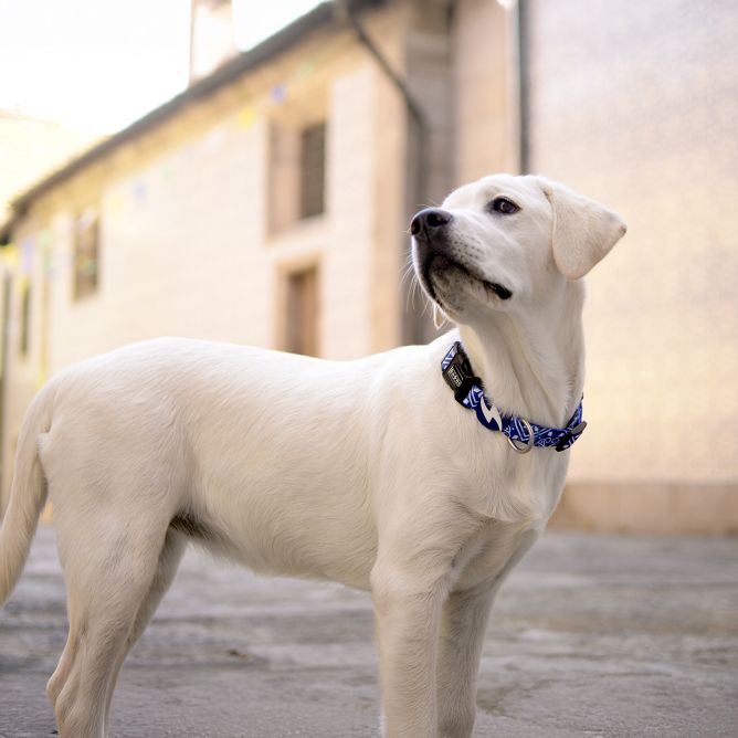 Kaklasiksna suņiem ZILLIJ, S