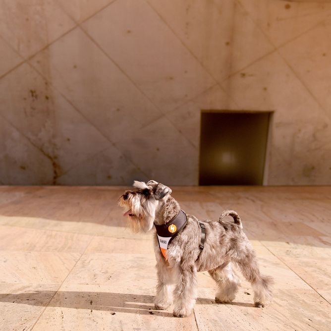 Mīkstie muguras iemaukti suņiem STRIPES3, oranžs/melns, XS