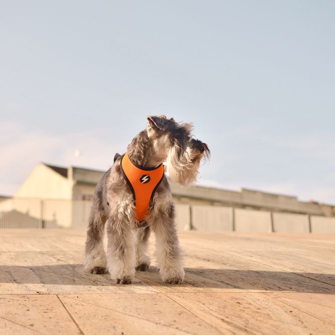 Mīkstie muguras iemaukti suņiem STRIPES3, oranžs/melns, XS