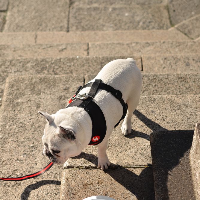 Mīkstie NeoMesh muguras iemaukti suniem STRIPES3, melns/sarkans, M