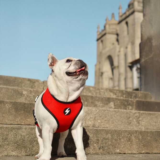 Mīkstie NeoMesh muguras iemaukti suniem STRIPES3, melns/sarkans, XS