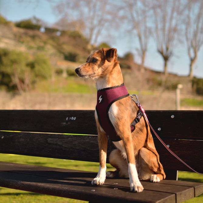 Mīkstie NeoMesh muguras iemaukti suņiem STRIPES3, violets/melns, M