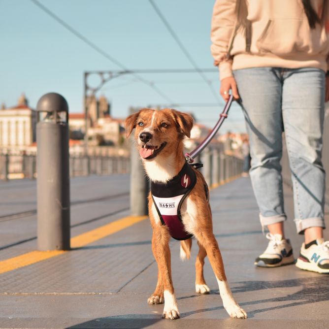 Mīkstie NeoMesh muguras iemaukti suņiem STRIPES3, violets/melns, S
