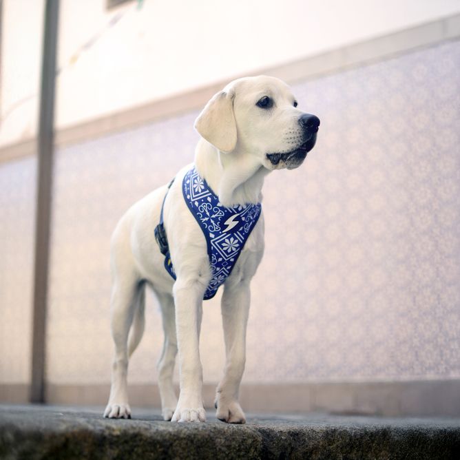 Mīkstie NeoMesh muguras iemaukti suņiem ZILLIJ, S