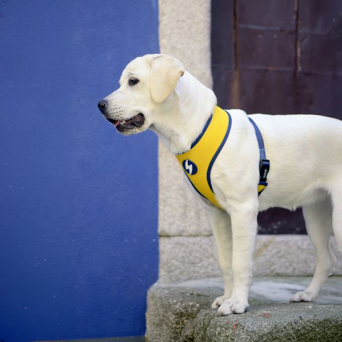 Mīkstie NeoMesh muguras iemaukti suņiem ZILLIJ, XL