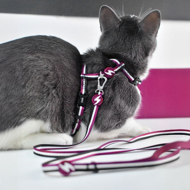 Muguras iemaukti ar pavadu kaķiem STRIPES3, violets/melns