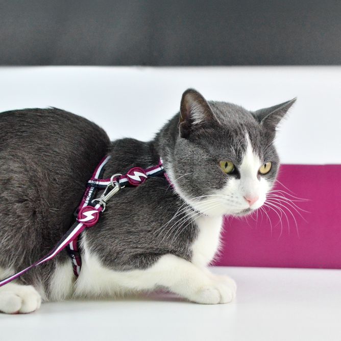 Muguras iemaukti ar pavadu kaķiem STRIPES3, violets/melns