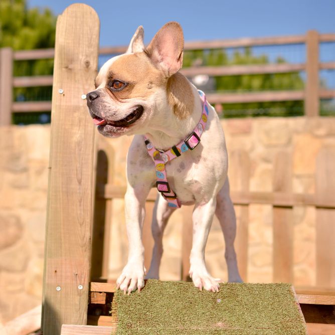 Muguras iemaukti suņiem DONUT, XS