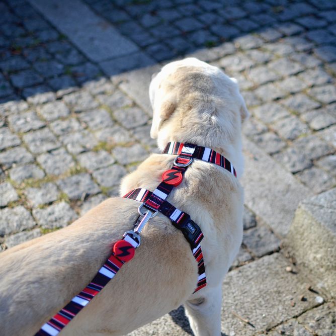 Muguras iemaukti suņiem SLIDE, XS